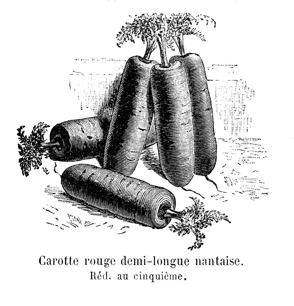 Gravure ancienne d'une carotte rouge demi-longue nantaise