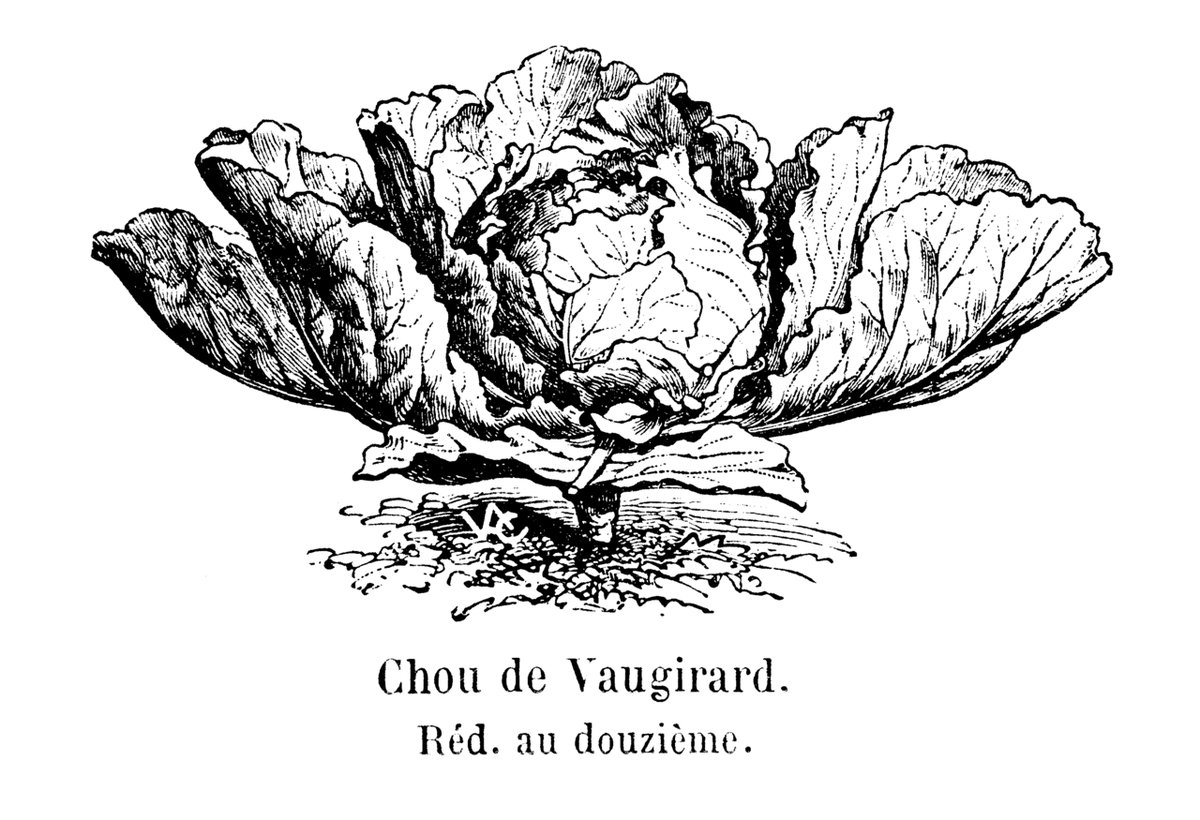 Gravure ancienne d'un chou de Vaugirard tirée d'un catalogue de plantes potagères