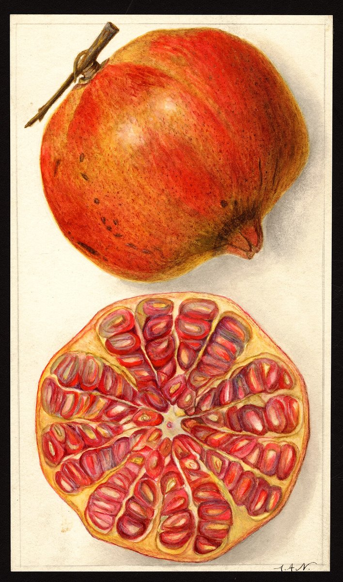 Aquarelle ancienne d'une grenade entière et coupée