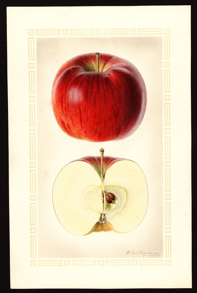Aquarelle ancienne d'une pomme rouge entière et coupée en deux