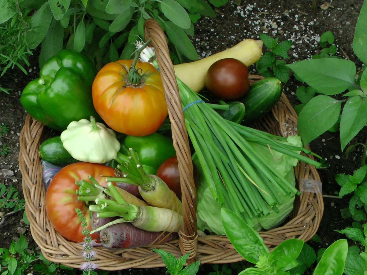 Panier de légumes du potager posé dans les feuilles, avec tomates, poivrons et ciboulette
