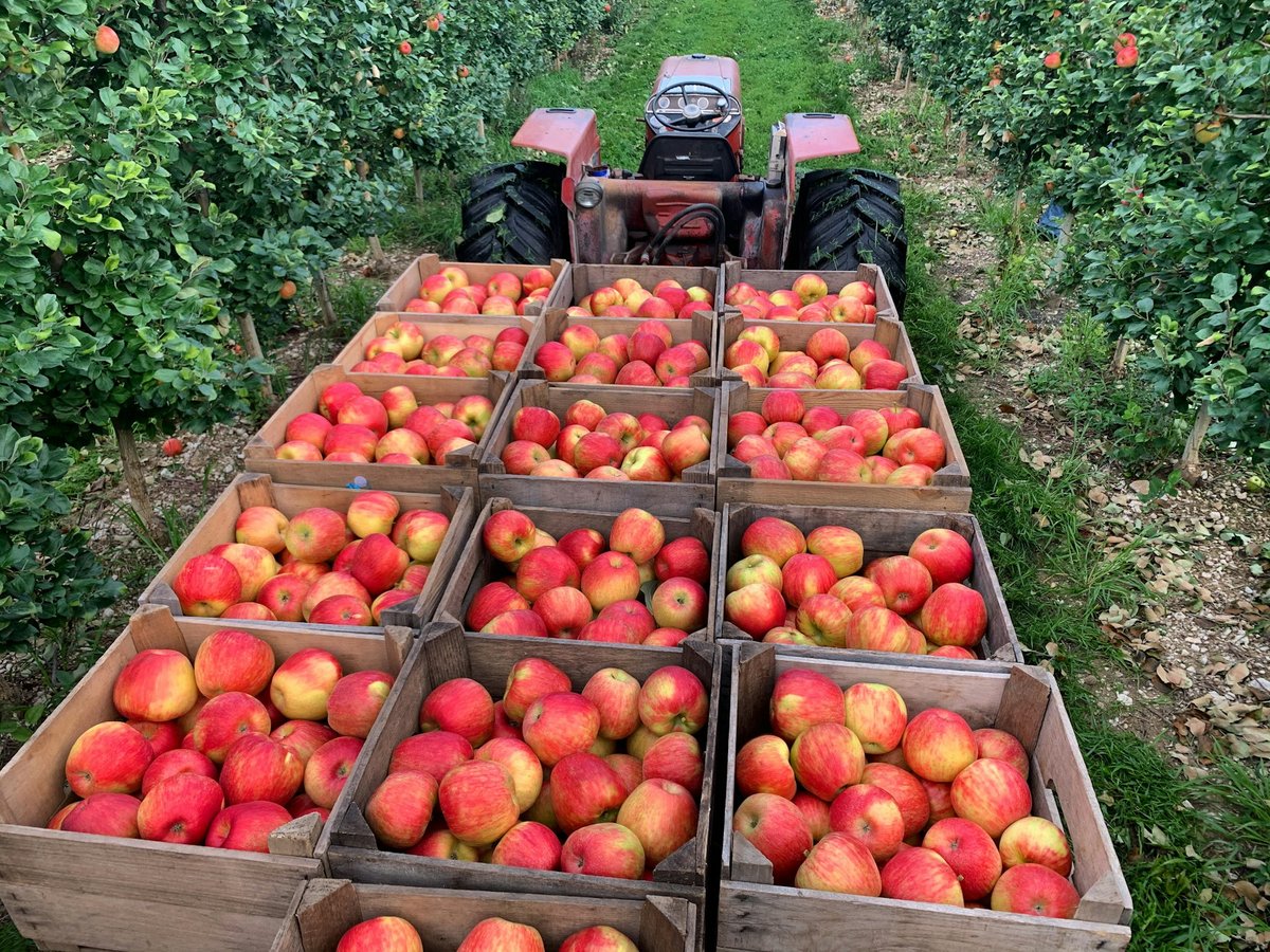 Cagettes de pommes alignées dans un verger avec un tracteur au fond